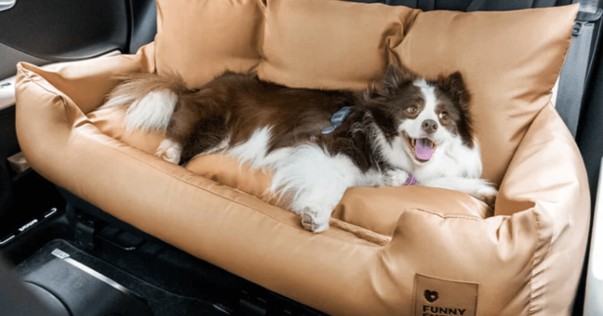 Le siège auto pour chien de FunnyFuzzy change la donne en matière de sécurité des déplacements des animaux de compagnie – Revue de presse