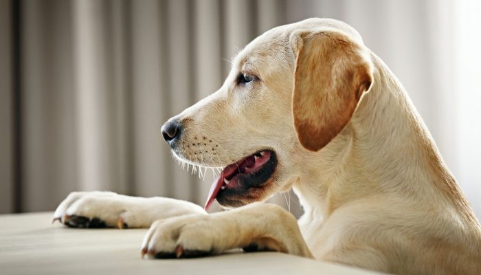 Votre chien est-il un bon candidat pour la garderie ?