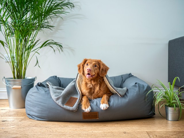 Vous envisagez d’acheter un chiot ? N’oubliez pas de prévoir un budget pour ces dépenses courantes.