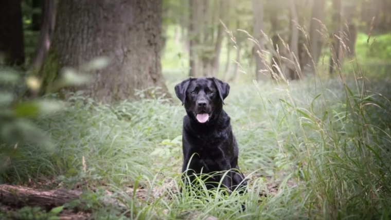 La police du Perthshire lance une enquête pour meurtre après l’assassinat d’un promeneur de chiens