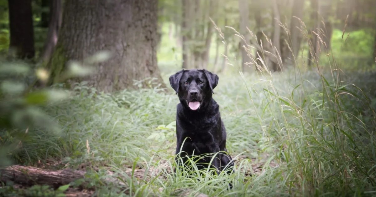 La police du Perthshire lance une enquête pour meurtre après l’assassinat d’un promeneur de chiens
