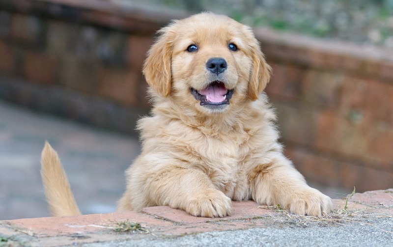 Calendrier de vaccination des chiots | Petbarn