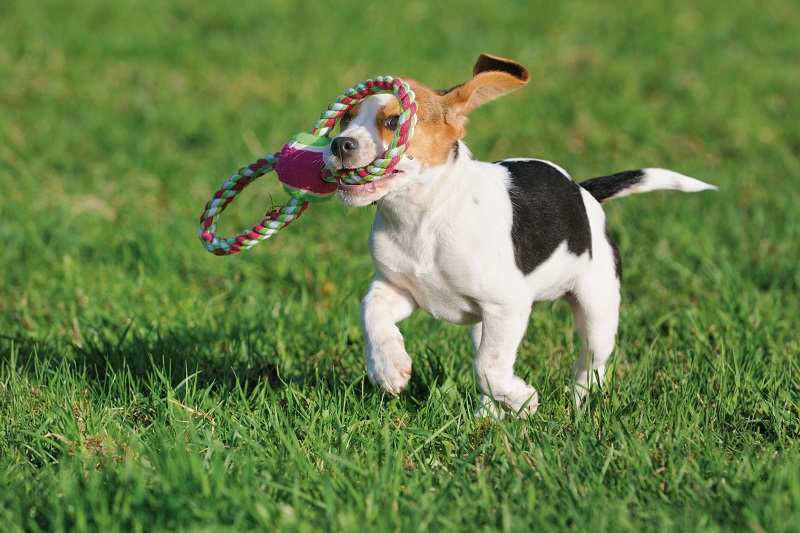 Meilleurs jouets pour chiots