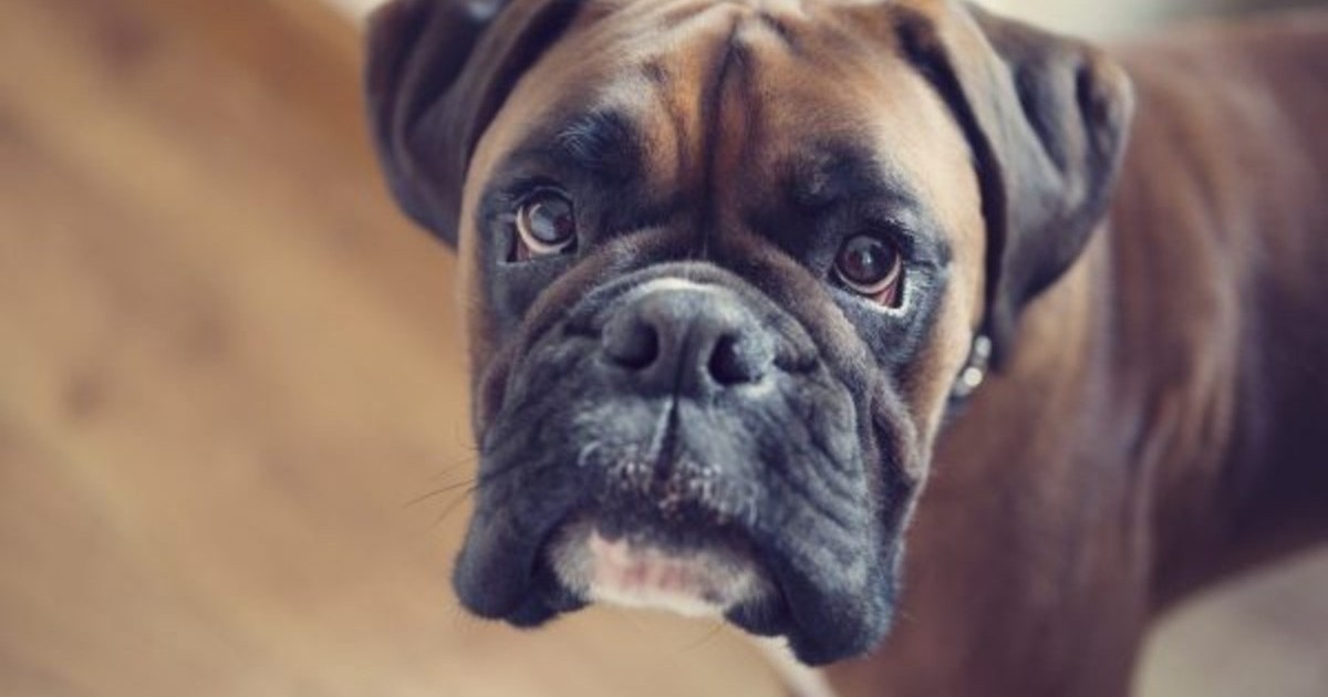 Un chien de sauvetage commence à jouer un nouveau rôle en tant que chien de thérapie et de détection d’armes à feu