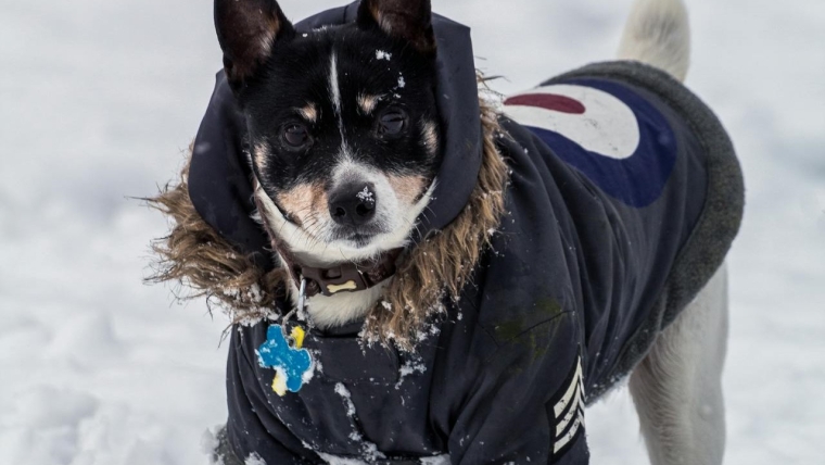 Comment mesurer votre chien pour qu’il soit parfaitement adapté : Le guide de Petbarn