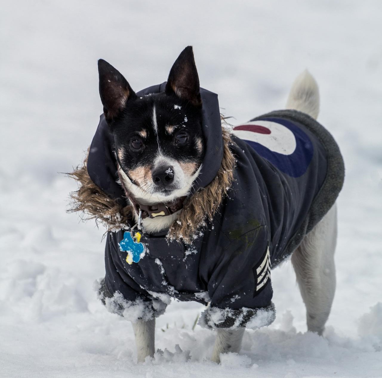 Comment mesurer votre chien pour qu’il soit parfaitement adapté : Le guide de Petbarn
