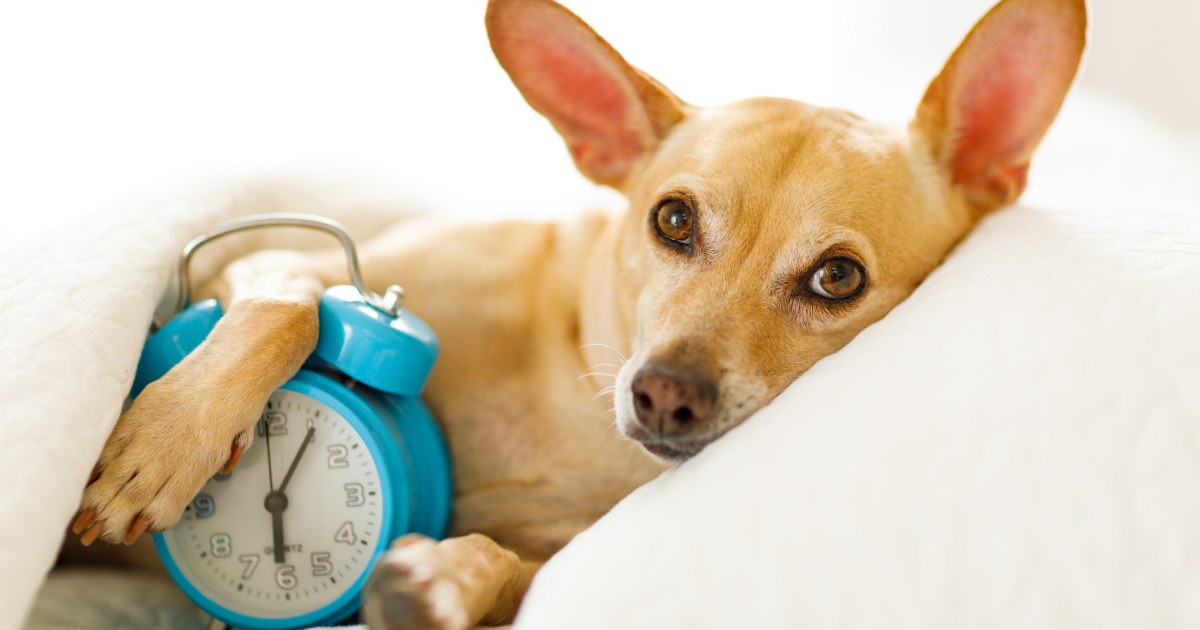 Comment le passage à l’heure d’été affecte-t-il votre chien ?