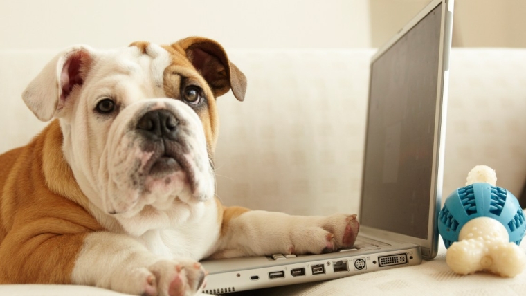 Voici les questions les plus recherchées sur les chiens (et leurs réponses)
