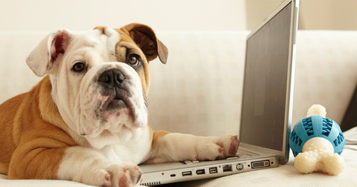 Voici les questions les plus recherchées sur les chiens (et leurs réponses)