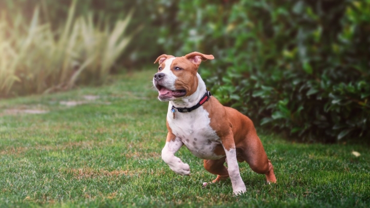 Le tempérament de l’American Staffordshire Terrier : Les chiens sont-ils calmes ?