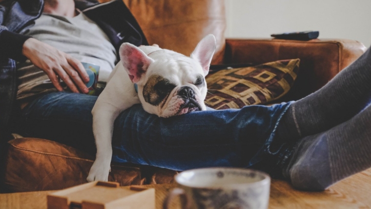 Les races de chiens les plus paresseuses, parfaites pour les défoncés