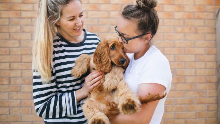 Les épagneuls cockers américains sont-ils de bons chiens de famille ?