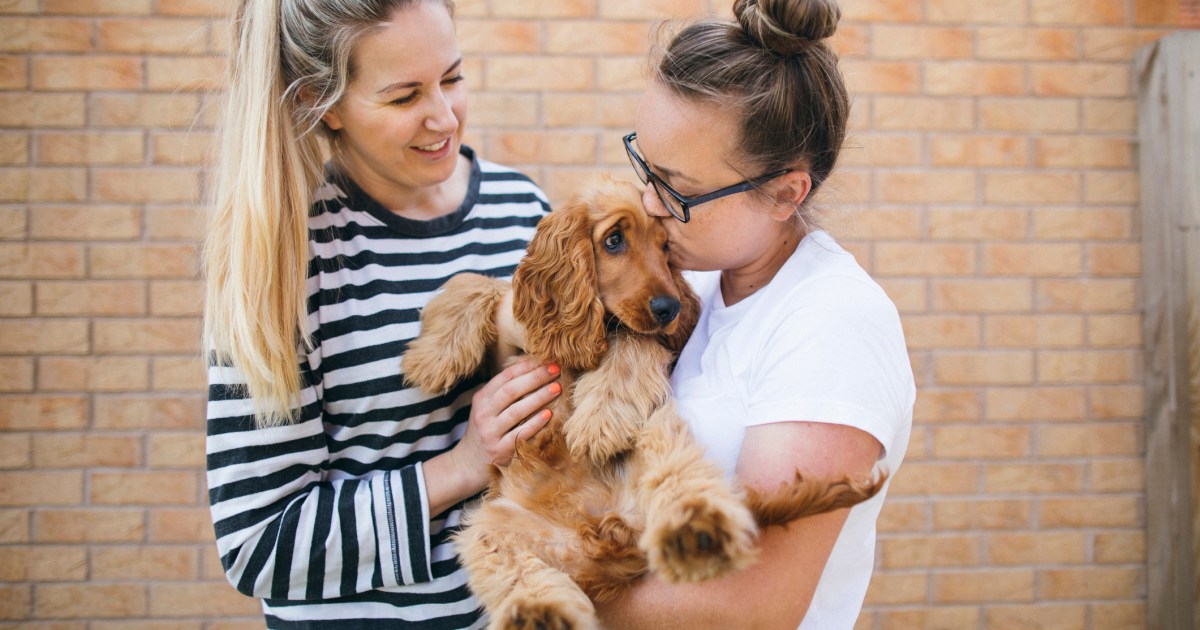 Les épagneuls cockers américains sont-ils de bons chiens de famille ?