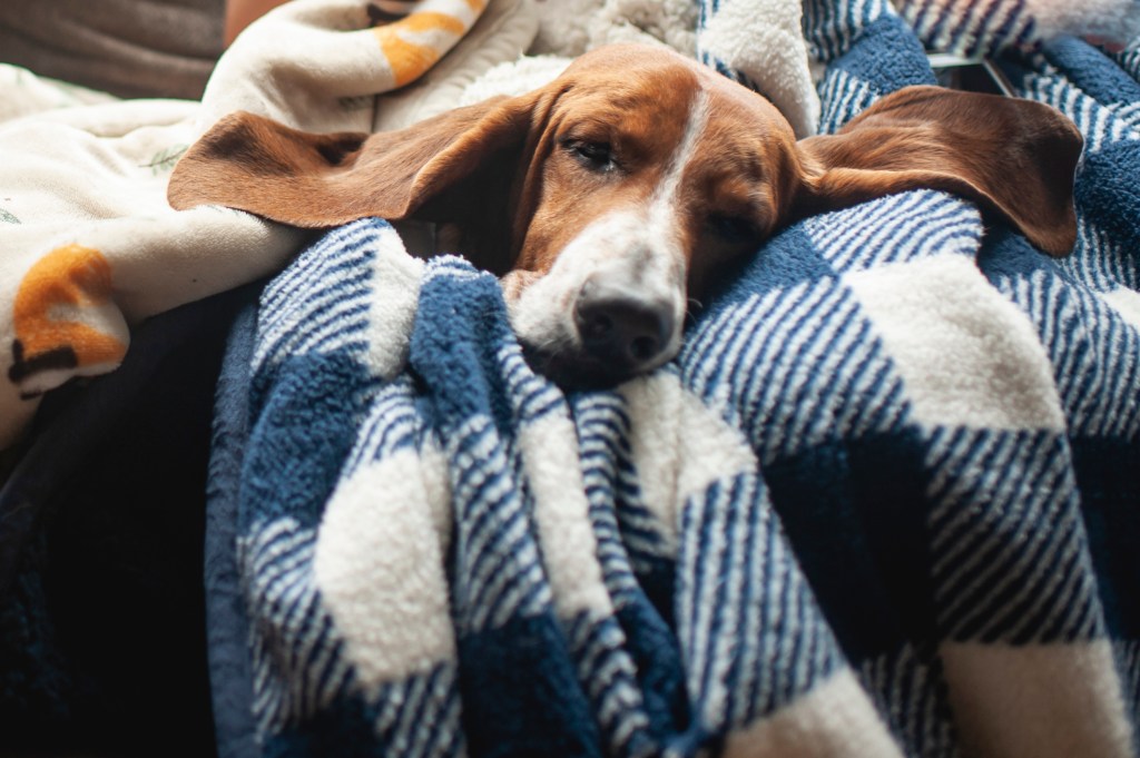 Mignon, la race de chien la plus paresseuse d'un Basset Hound avec de grandes oreilles endormi dans des couvertures à la maison.