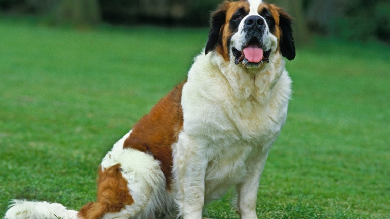 Les Saint-Bernard protègent-ils leurs maîtres et font-ils de bons chiens de garde ?