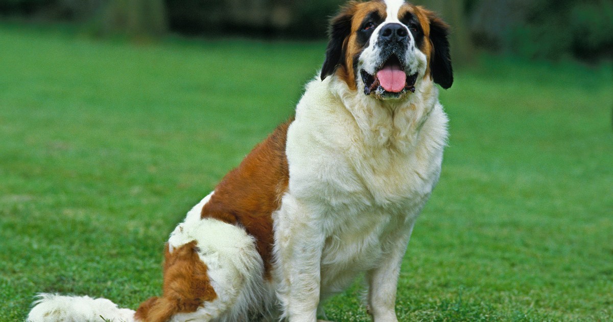 Les Saint-Bernard protègent-ils leurs maîtres et font-ils de bons chiens de garde ?