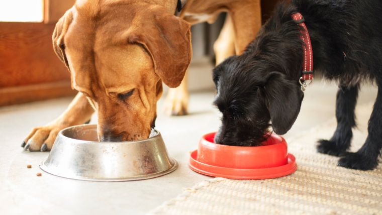 La marque d’aliments pour chiens a-t-elle émis un rappel en 2024 ?