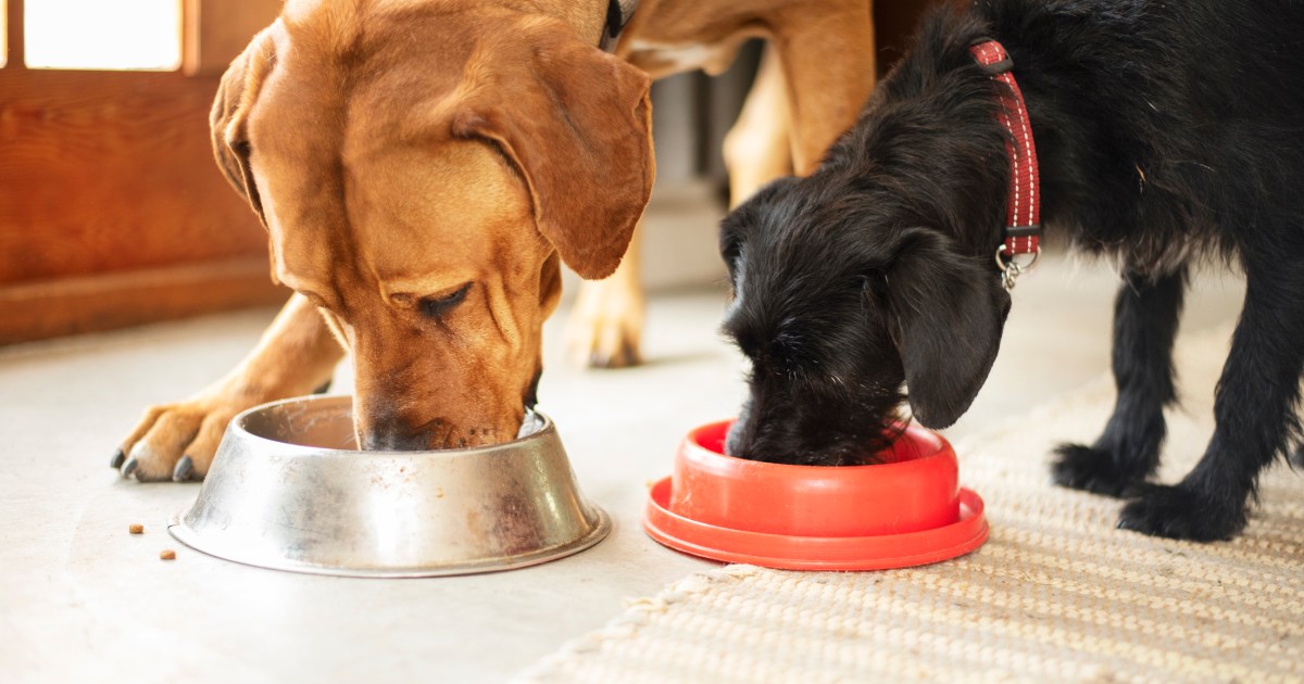 La marque d’aliments pour chiens a-t-elle émis un rappel en 2024 ?