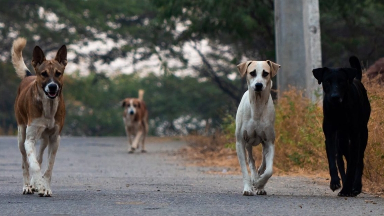 Un homme du Texas arrêté pour l’attaque mortelle d’un chien