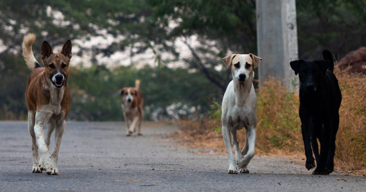 Un homme du Texas arrêté pour l’attaque mortelle d’un chien