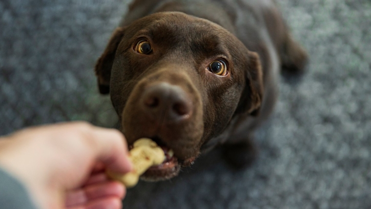 Une entreprise à but non lucratif de friandises pour chiens reçoit l’aide d’étudiants de l’université