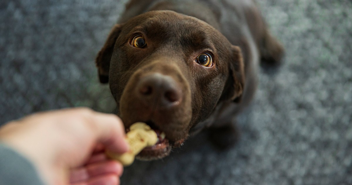 Une entreprise à but non lucratif de friandises pour chiens reçoit l’aide d’étudiants de l’université