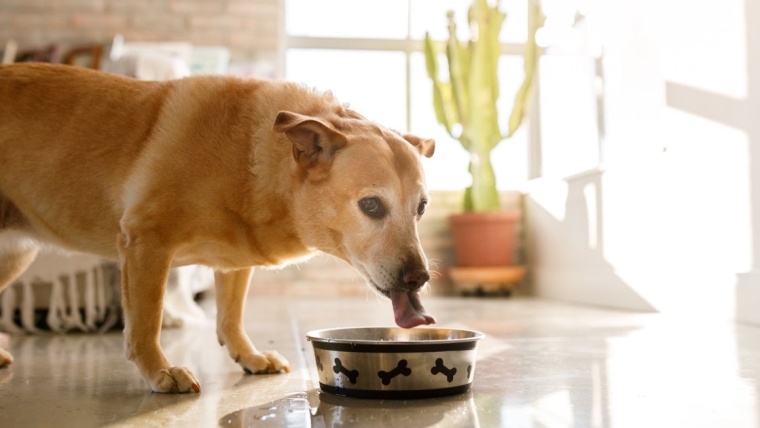 La marque d’aliments pour chiens a-t-elle émis un rappel en 2024 ?