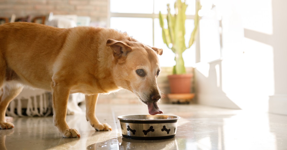 La marque d’aliments pour chiens a-t-elle émis un rappel en 2024 ?