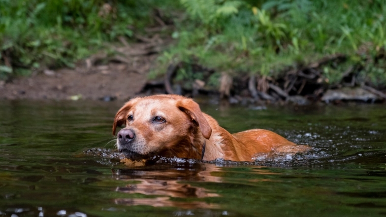 Des vers plats tueurs de chiens découverts dans le sud de la Californie