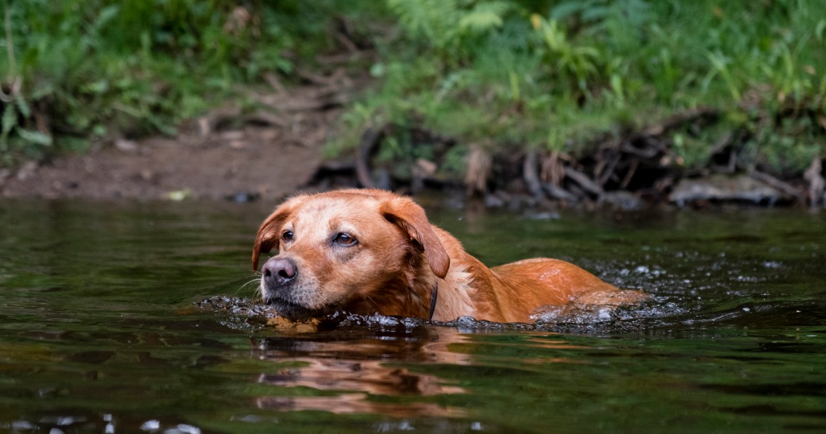 Des vers plats tueurs de chiens découverts dans le sud de la Californie