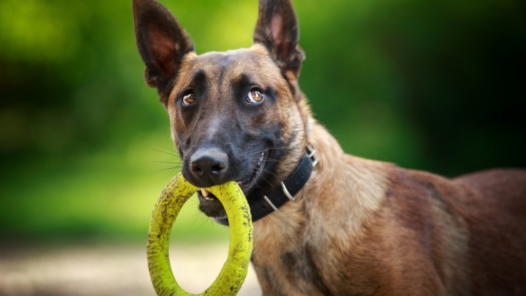 Les malinois belges acceptent-ils les animaux de compagnie et sont-ils bons avec les autres chiens ?