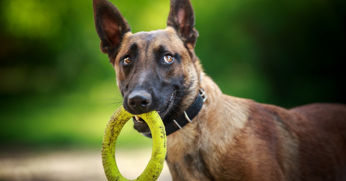 Les malinois belges acceptent-ils les animaux de compagnie et sont-ils bons avec les autres chiens ?