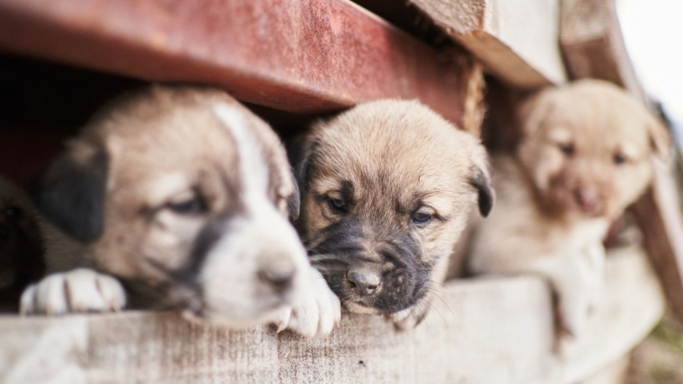 Le propriétaire d’un élevage de chiots arrêté après avoir négligé 131 chiens dans l’Iowa