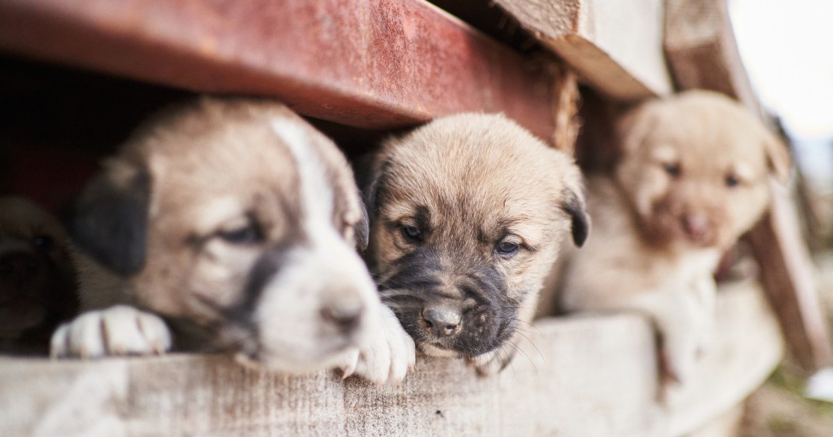 Le propriétaire d’un élevage de chiots arrêté après avoir négligé 131 chiens dans l’Iowa