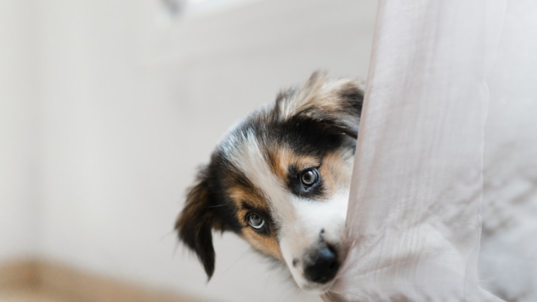 L’anxiété sociale chez le chien