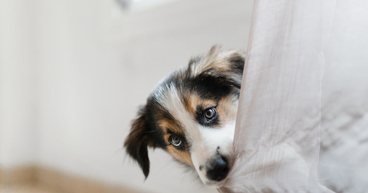 L’anxiété sociale chez le chien