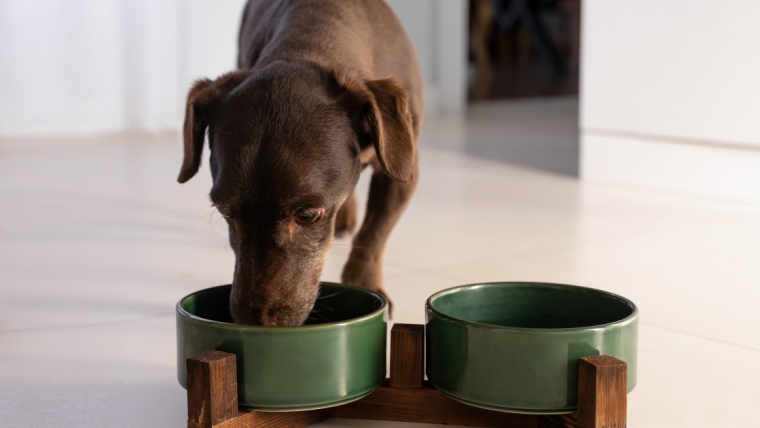 La marque d’aliments pour chiens a-t-elle procédé à un rappel ?