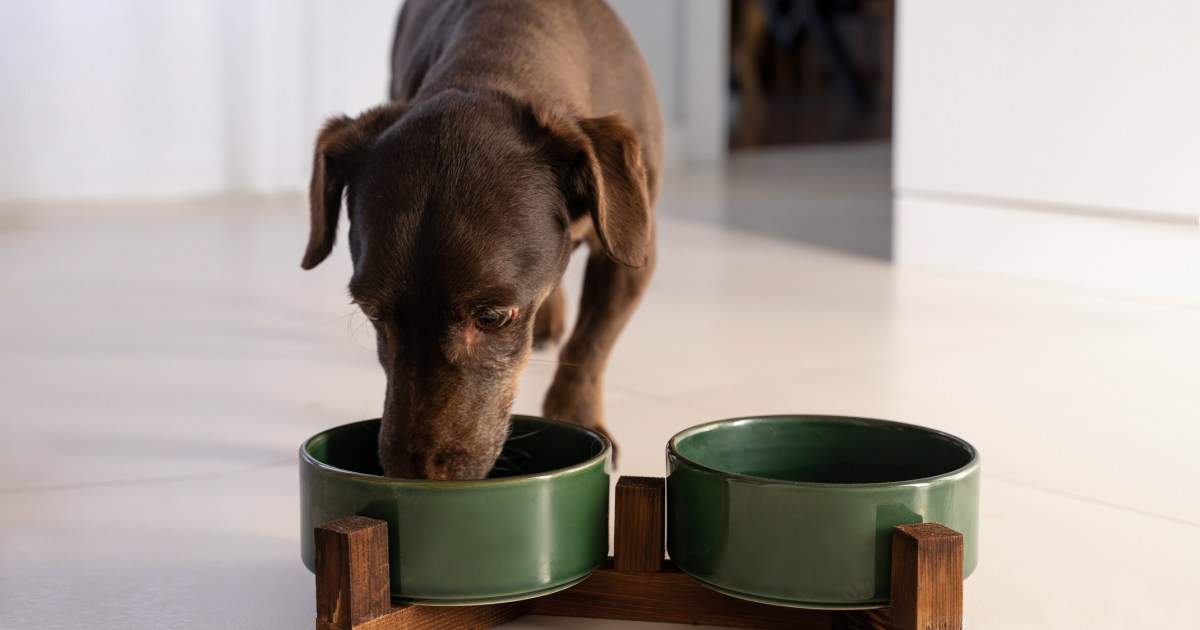 La marque d’aliments pour chiens a-t-elle procédé à un rappel ?