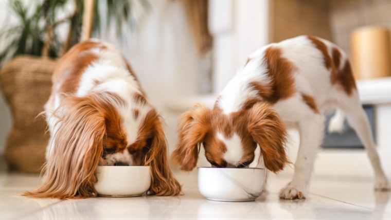 La marque d’aliments pour chiens a-t-elle émis un rappel en 2024 ?
