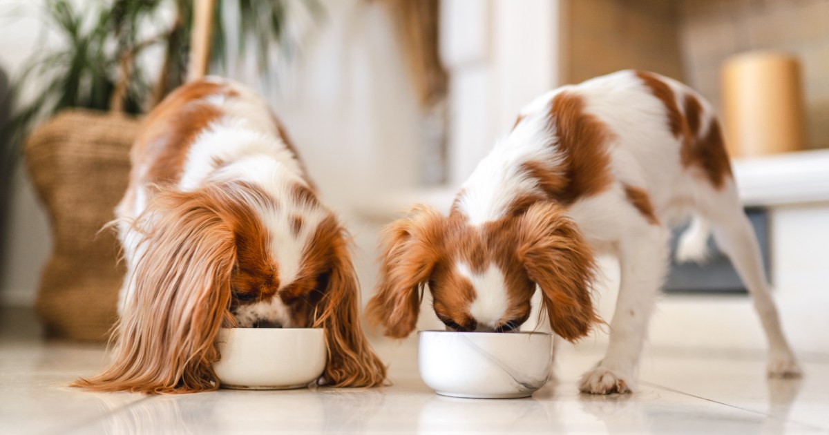 La marque d’aliments pour chiens a-t-elle émis un rappel en 2024 ?
