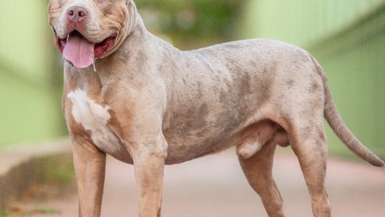 Une femme inculpée après qu’un chien XL Bully a attaqué et blessé des enfants au Royaume-Uni