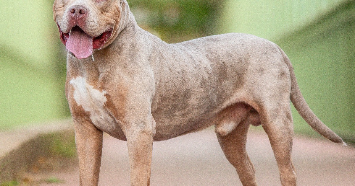 Une femme inculpée après qu’un chien XL Bully a attaqué et blessé des enfants au Royaume-Uni