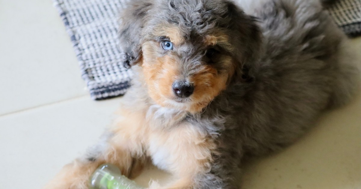 Le chiot « Leo » des forces de l’ordre aide les personnes âgées du Colorado à se « reconnecter ».