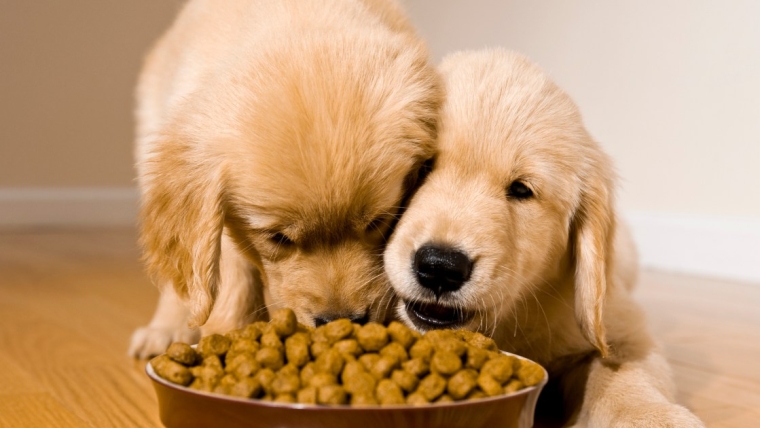 La marque d’aliments pour chiens a-t-elle procédé à un rappel ?