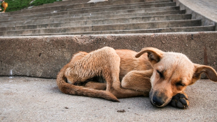 Un grand jury inculpe une femme trouvée en possession d’un chien en décomposition et d’un cheval émacié