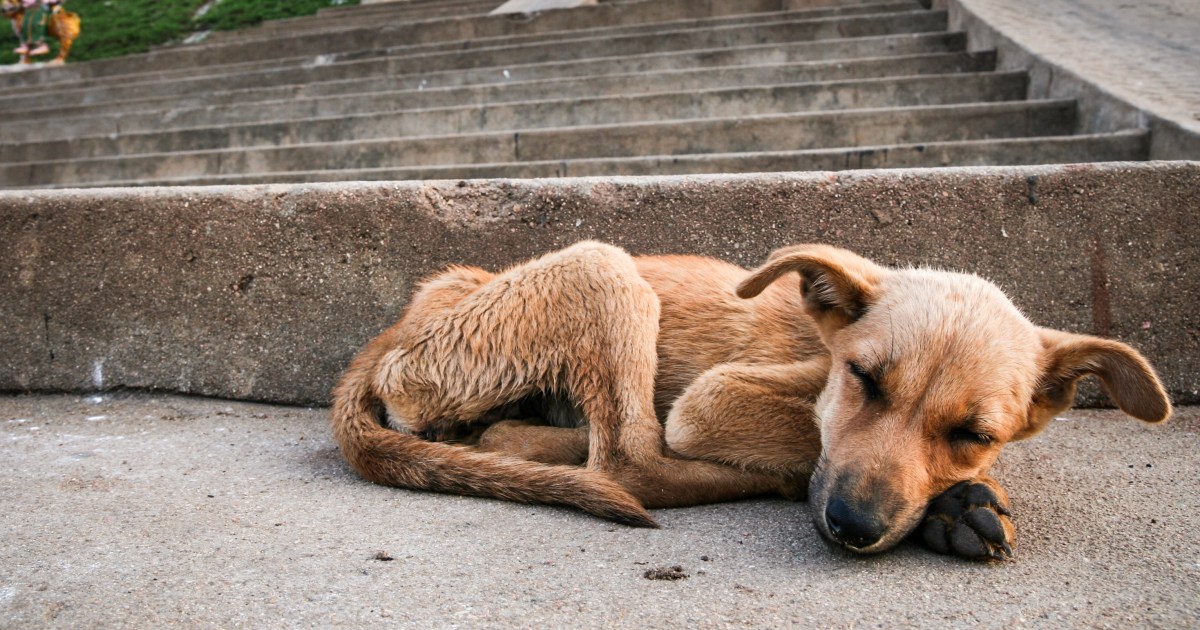 Un grand jury inculpe une femme trouvée en possession d’un chien en décomposition et d’un cheval émacié