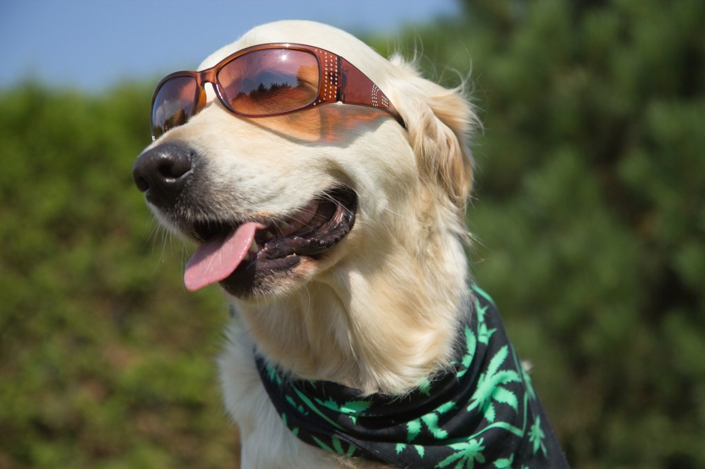 Un Golden Retriever sourit à la caméra. Il porte des lunettes de soleil sur les yeux et un foulard texturé de feuilles de cannabis autour du cou de son chien.