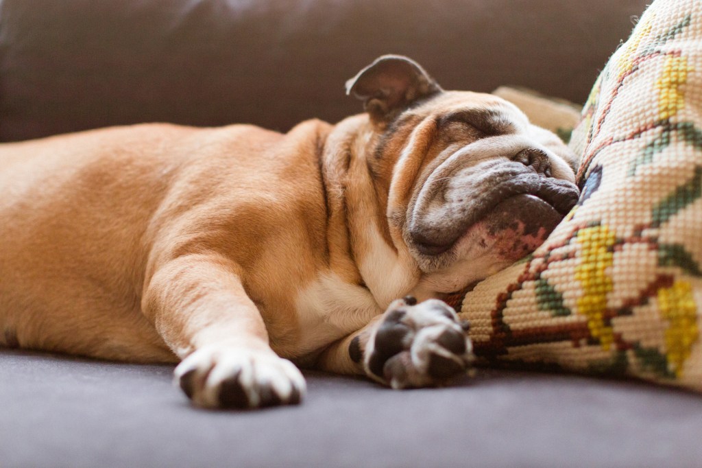 Bouledogue anglais dormant sur le canapé avec un petit oreiller crocheté sous sa tête. Le bouledogue est l'une des races de chiens les plus paresseuses.