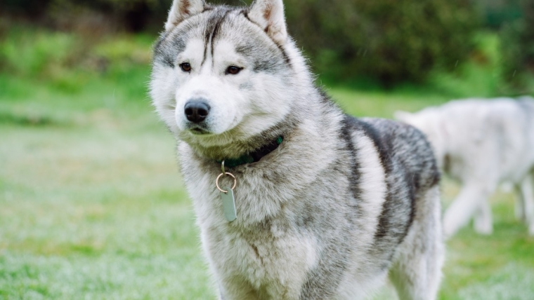 La police d’État de l’Alaska arrête un homme qui avait muselé et abattu un chien