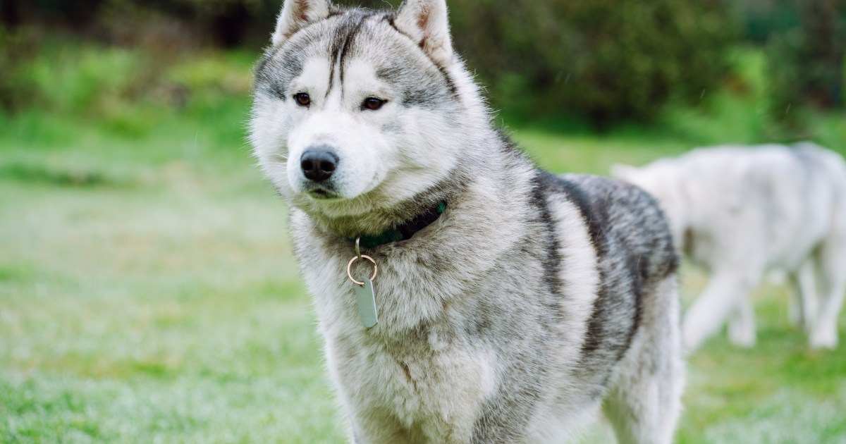 La police d’État de l’Alaska arrête un homme qui avait muselé et abattu un chien
